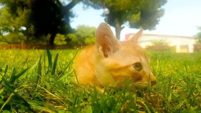 Baby-Katze-Porträt-gegen-den-Rasen-eines-Parks.