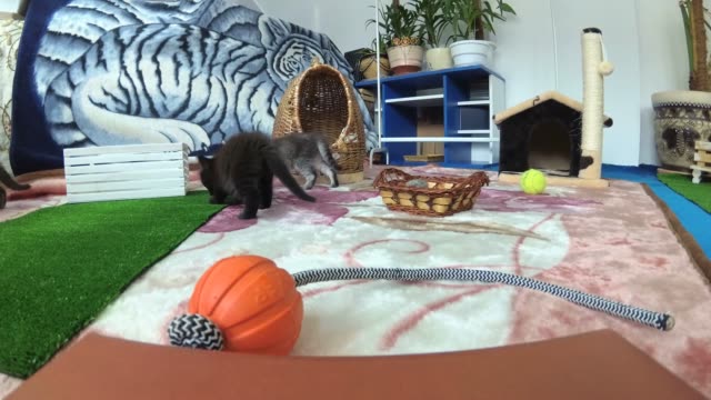 Kätzchen-verschiedener-Rassen-spielen-im-Haus
