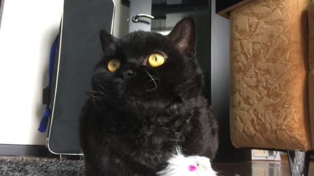 gato-negro-casero