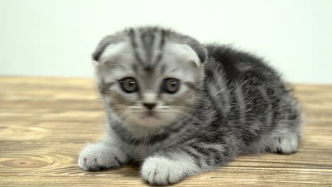 Kitten-scottish-fold-with-big-eyes-sits-.-White-background