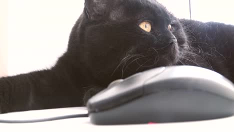 Die-Katze-schaut-auf-die-Computer-Maus