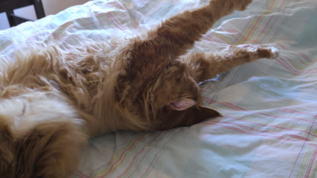 Langhaarige-Ingwer-Katze-Dehnung-auf-Bett