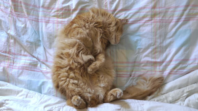 Jengibre-de-gato-durmiendo-sobre-la-espalda