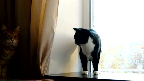 Katzen-kämpfen.-Roten-Haustier-spielen-mit-dem-Endstück-einer-schwarzen-Katze-lustig-winken-Pfoten