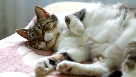 Entspannen-Sie-sich-auf-dem-Sofa-in-4-k-Slow-Motion-60fps-Katze