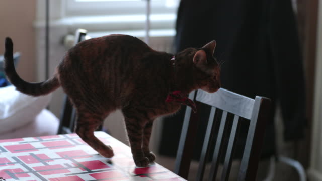 Gato-doméstico-sobre-la-mesa-de-la-cocina