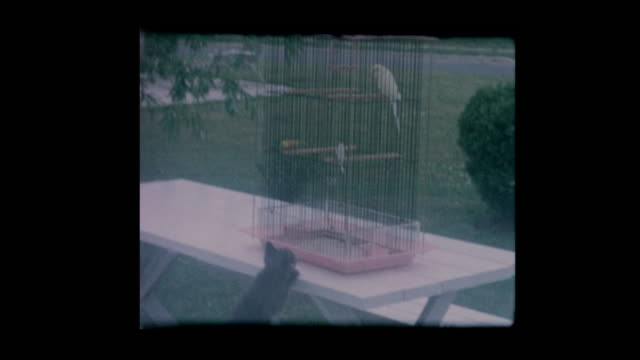 Gato-del-animal-doméstico-de-1964-burla-de-aves