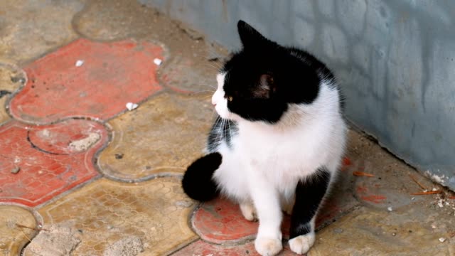 Gato-callejero