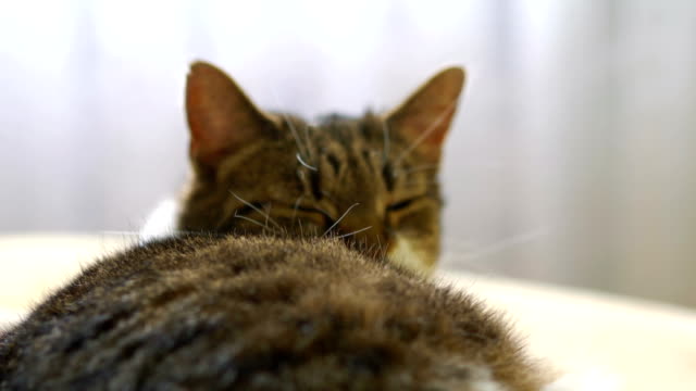 Cat-relaxing-on-the-sofa-in-4k-slow-motion-60fps