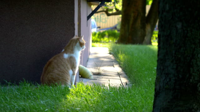Surprised-cat-sitting-near-the-building-in-4k-slow-motion-60fps