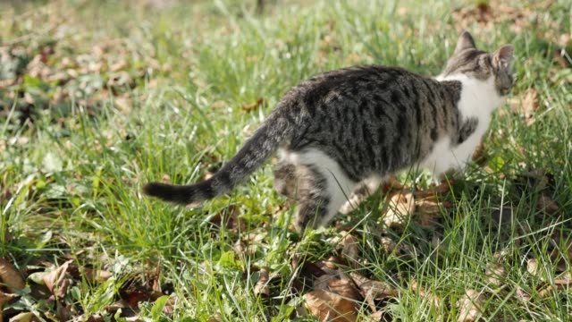 Young-pet-Felis-catus-sneaks-around-in-the-grass-4K-2160p-30fps-UHD-footage---Domestic--kitten-seeks-food-in-the-field-3840x2160-UltraHD-video
