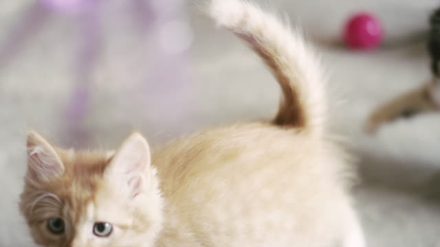 Two-kittens-playing-with-a-toy-being-dangled-from-behind-the-camera