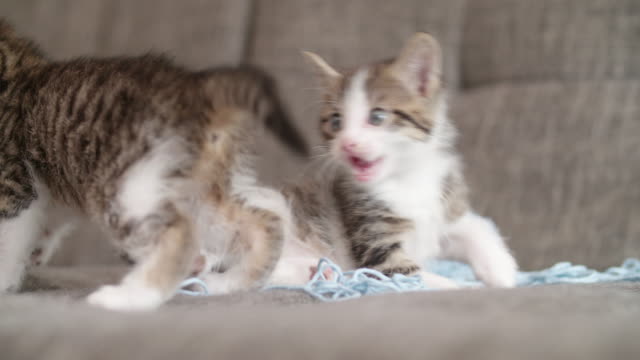 Kittens-jugando-con-un-balón-de-lana-en-un-sillón