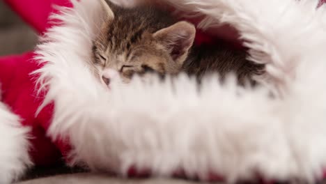 Kätzchen-schlafen-in-einem-pelzigen-Rot-und-Weiß-santa-Hut
