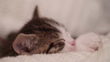 Kitten-amongst-it's-siblings-in-a-warm-blanket