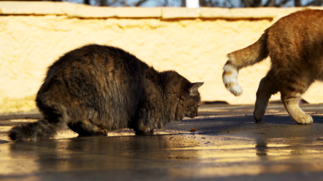 Los-gatos-sin-hogar-en-la-calle-comen-pan-a-principios-de-primavera