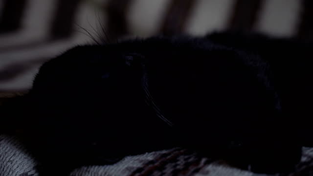 Schwarze-Katze-schlafend-auf-dem-Sofa-Nahaufnahme