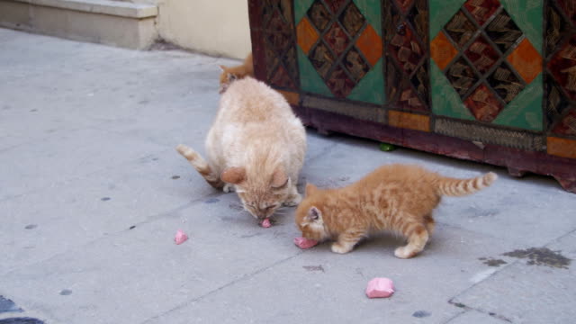 Streunende-rote-Katze-mit-einem-Kätzchen-auf-der-Straße-Essen