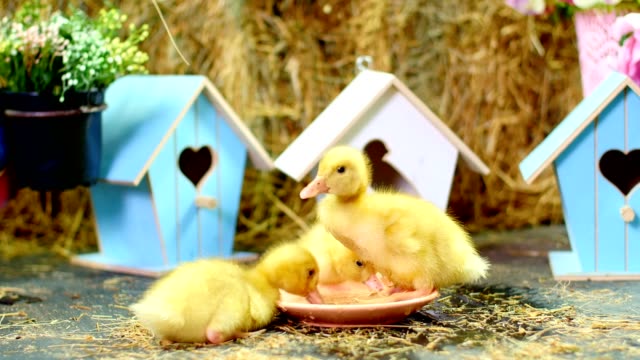 Close-up,-three-small-yellow-ducklings-drinking-water-from-a-plate-.-In-the-background-a-haystack,-colored-small-birdhouses.-Studio-video-with-thematic-decor