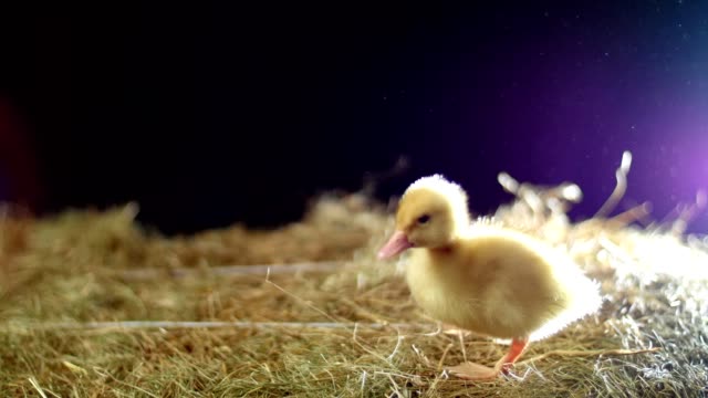 Close-up,-a-small-yellow-one-duckling-goes-along-the-hay-and-quacks,-in-the-rays-of-light