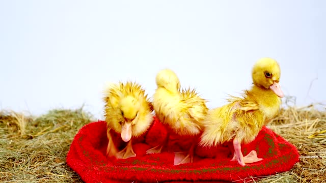 Close-up,-three-Little-yellow-ducklings-are-fun-to-wipe-themselves,-wiped-after-bathing,-water-procedures.-Stand-in-a-red-terry-towel,-in-the-hay