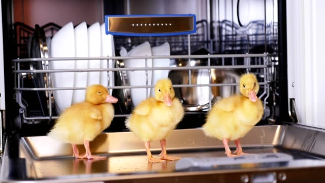 Close-up,-three-Little-yellow-ducklings-sitting,-walking-in-a-dishwasher,-sitting-on-plates,-a-saucepan,-in-a-basket.-In-the-background-a-lot-of-white,-clean-dishes