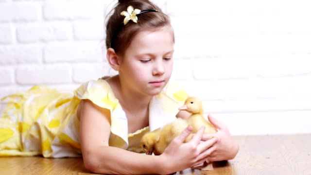 A-little-cute-girl-in-a-yellow-dress-is-playing-with-three-little-yellow-ducklings,-feeding-them-with-herbs.-Ducklings-drink-water-from-a-plate.-Indoors,-on-white-background