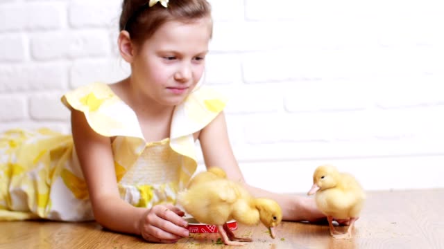 A-little-cute-girl-in-a-yellow-dress-is-playing-with-three-little-yellow-ducklings,-feeding-them-with-herbs.-Ducklings-drink-water-from-a-plate.-Indoors,-on-white-background