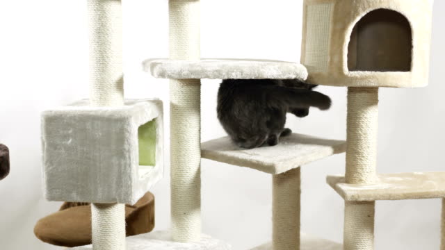 Indoor-cat-playground.-Cat-trees-in-a-variety-of-shapes-and-designs.