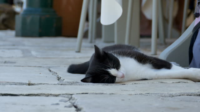 Cat-Sleeping-near-Table