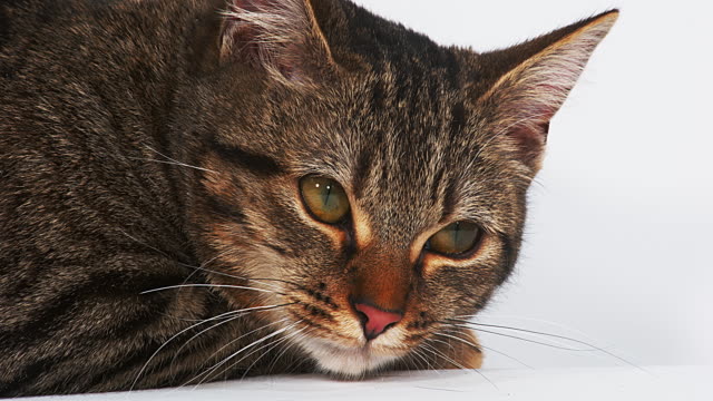Gato-doméstico-atigrado-marrón-sobre-fondo-blanco,-4K-en-tiempo-Real
