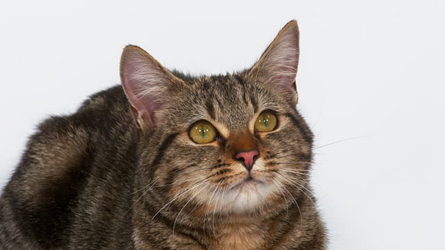 Brown-Tabby-Domestic-Cat-on-White-Background,-Real-Time-4K