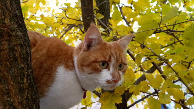 Süße-weiße-und-rote-Katze-in-einem-roten-Kragen-auf-dem-Baum
