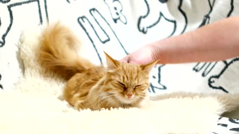 Cute-ginger-cat-lies-in-bed,-man-scratches-it's-neck.-Funny-pet-with-pleased-emotion-on-face