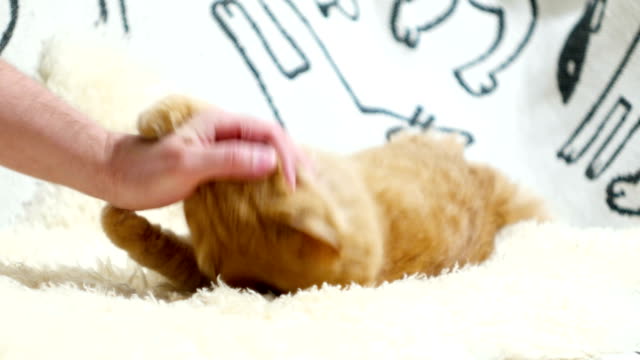 Cute-ginger-cat-lying-in-bed.-Men-strokes-fluffy-pet,-it-starting-to-play-and-bite