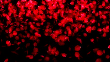 Herabfallende-Rosenblätter-auf-schwarzem-Hintergrund