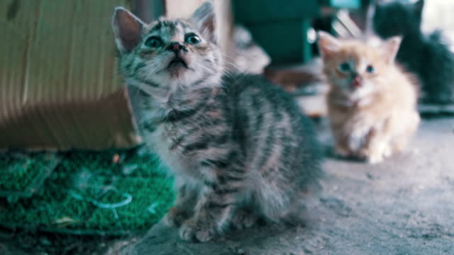 Kleine-grau-und-weiß-streunende-Kätzchen-sieht-in-die-Kamera