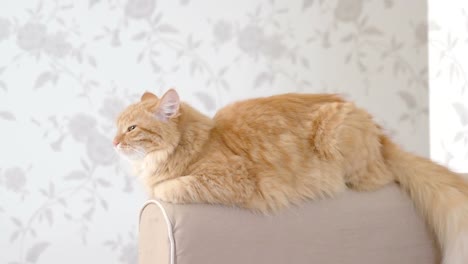 Lindo-gato-jengibre-miente-en-el-brazo-del-sofá.-Mascota-Fluffy-se-va-a-dormir.-Fondo-casa-acogedora