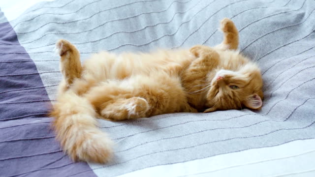 Lindo-gato-jengibre-acostado-del-vientre-hacia-arriba-sobre-la-manta-gris,-mullido-del-animal-doméstico-va-a-dormir.-Fondo-casa-acogedora