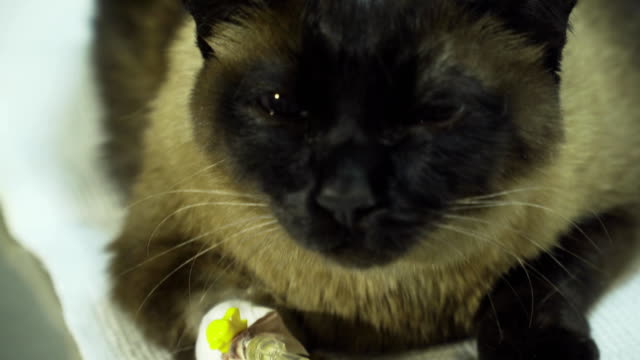 Katze-mit-einem-Katheter-in-einem-Tierarzt-in-der-Klinik