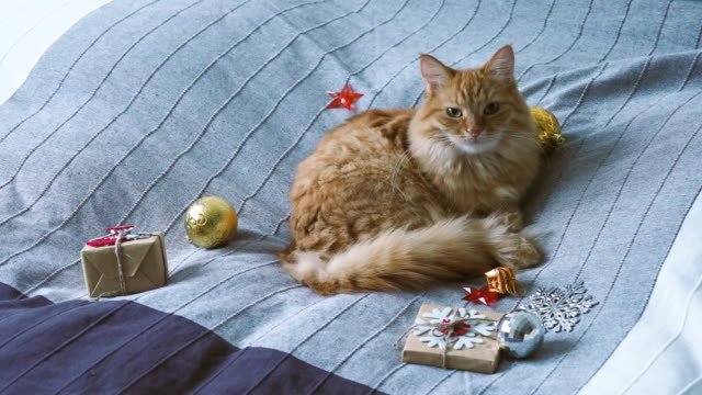 Süße-Ingwer-Katze-liegend-im-Bett-mit-neuen-Jahr-präsentiert-in-Kraftpapier.-Gemütliches-Zuhause-Weihnachten-Urlaub-Hintergrund