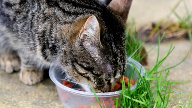 El-gato-está-comiendo-al-aire-libre-de-comida-de-gato