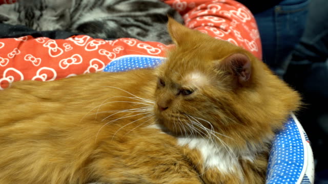 Süße-Katze-schlafen-in-Couch-und-stumpf