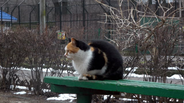 Katze-auf-Bank-im-öffentlichen-park