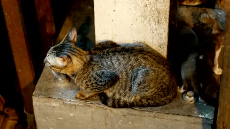 Poco-gris-gato-callejero-y-gatito-sentado-en-el-suelo-en-el-mercado-de-noche