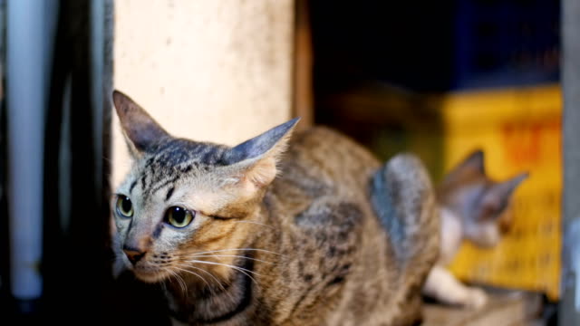 Kleine-graue-streunende-Katze-und-Kätzchen-sitzen-auf-dem-Boden-am-Nachtmarkt-Straße