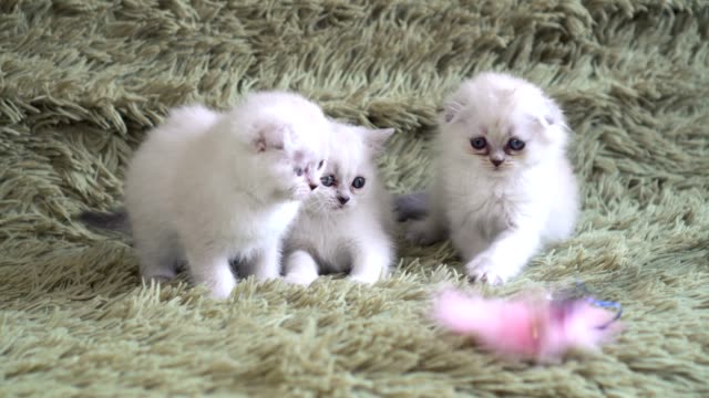 Tres-gatito-agarrando-a-palillo-plástico-con-pluma-rosa.-Bebé-gato-disfruta-jugando-con-la-pluma-en-el-palillo-largo-plástico