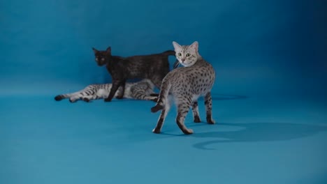 Egyptian-Mau-cats.-Parental-care-for-the-offspring