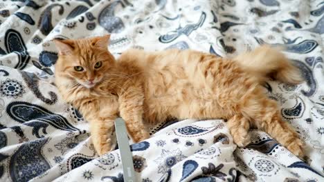 Cute-ginger-cat-lying-in-bed.-Fluffy-pet-is-licking-its-paws.-Little-baby-brings-it-a-nail-file.-Cozy-home-background