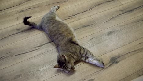 Laminate.-The-cat-lies-on-the-laminate